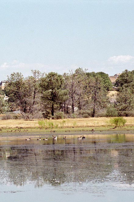 canada geese at bass lake