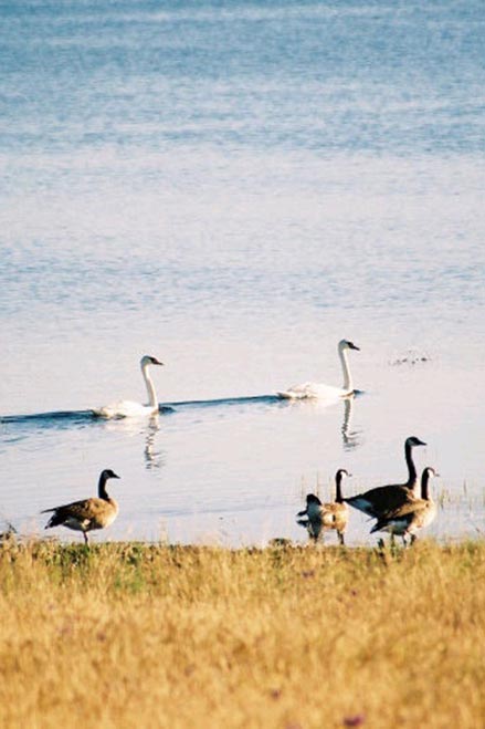 canada geese and swans